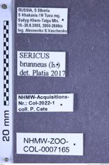 Etiketten zu Sericus brunneus (Linnaeus, 1758) (NHMW-ZOO-COL-0007165)